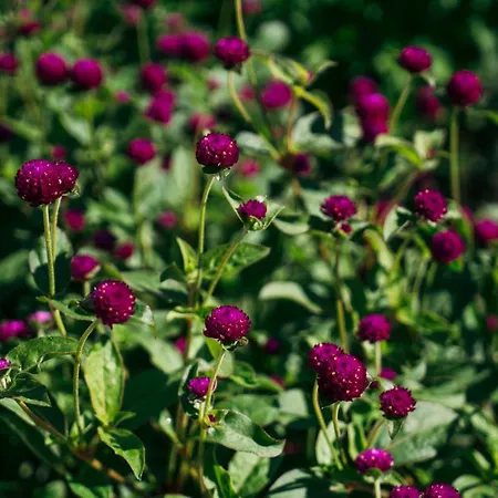 Casa Nova レゼンデ