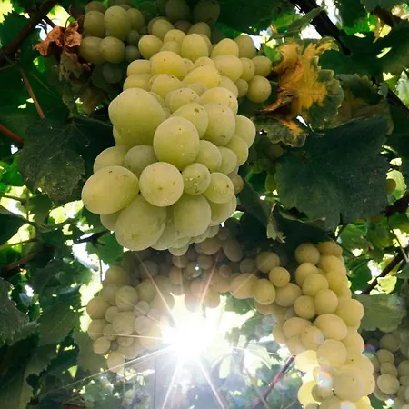 ゲストハウス Casa Nova レゼンデ