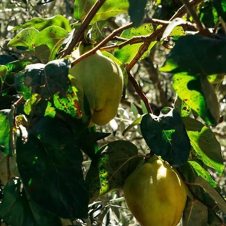 Casa Nova Maison d'hôtes