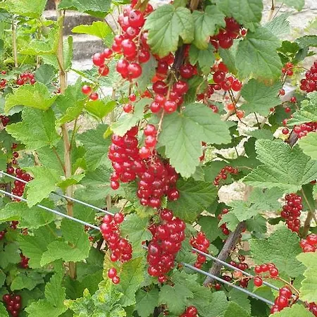 Casa Nova ゲストハウス