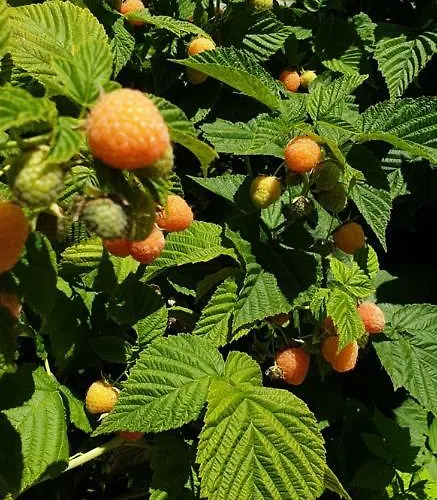 Casa de hóspedes Casa Nova