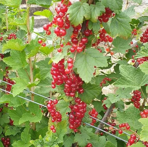 Casa Nova Casa de hóspedes